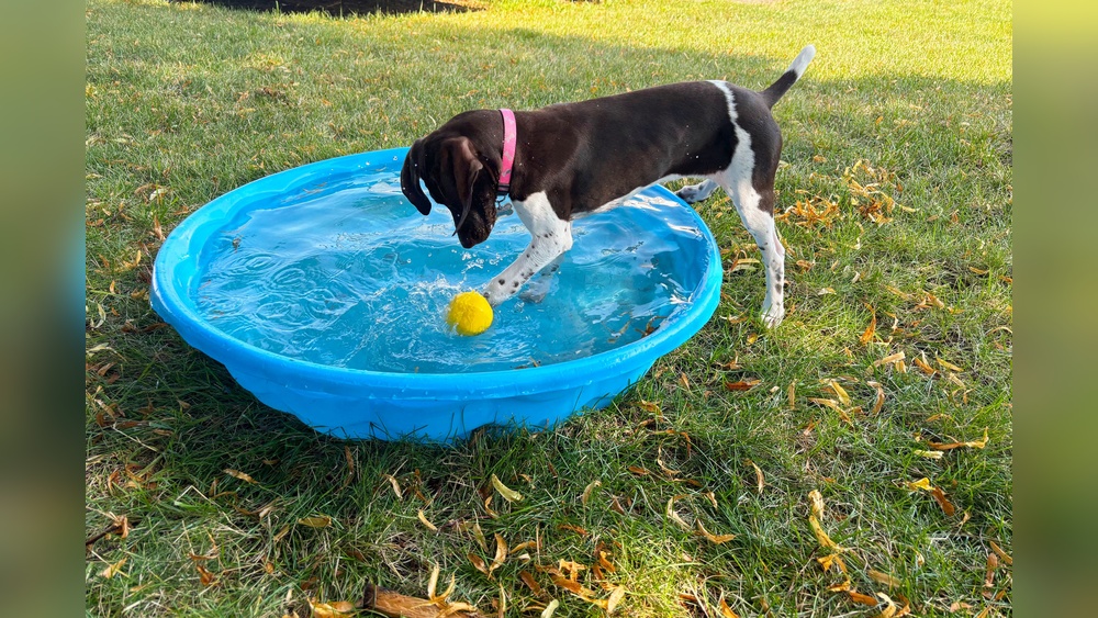 Best Pool Toys for Dogs