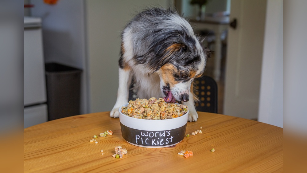 Best Priced Fresh Dog Food