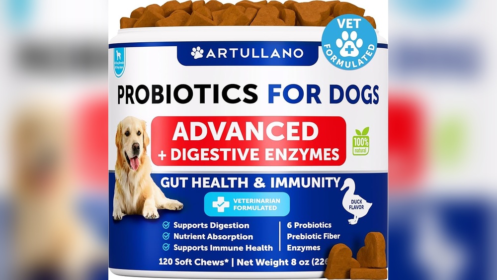 Best Probiotic for Dogs to Stop Itching