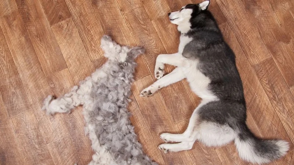 Best Product to Stop Dog Shedding