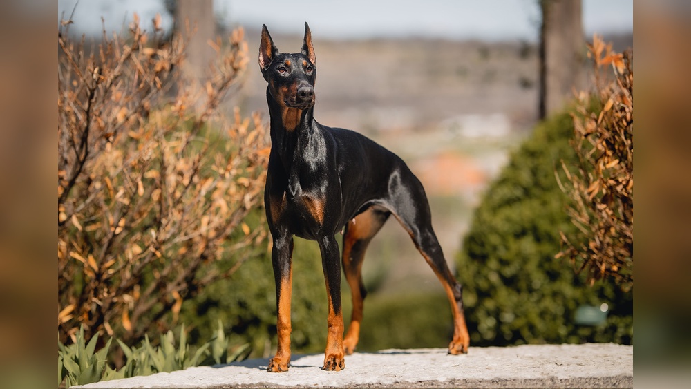 Best Protection Dogs for Sale