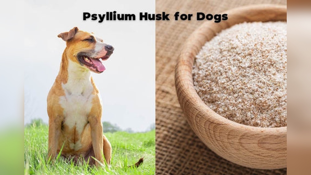 Best Psyllium Husk for Dogs