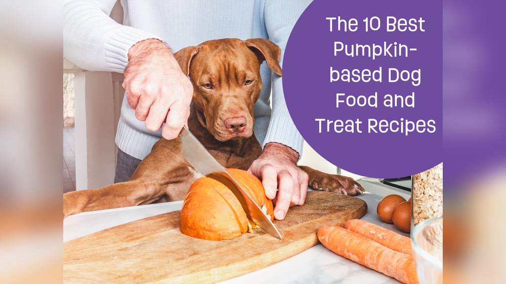 Best Pumpkin Treats for Dogs