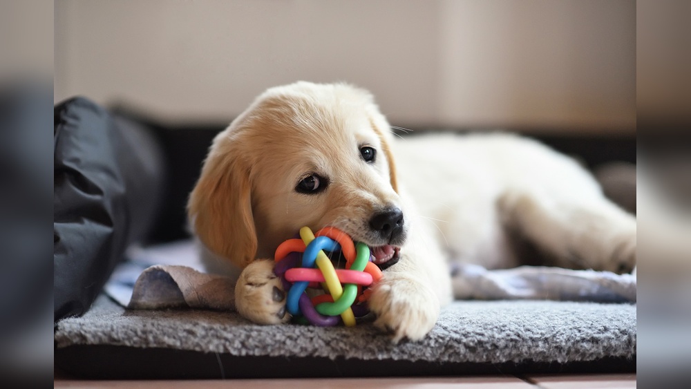 Best Puppy Tips