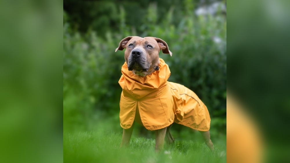 Best Rain Coat for Dogs