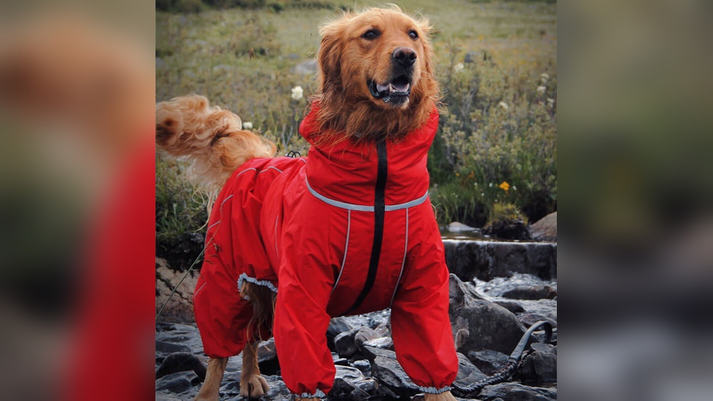 Best Raincoat for Large Dogs