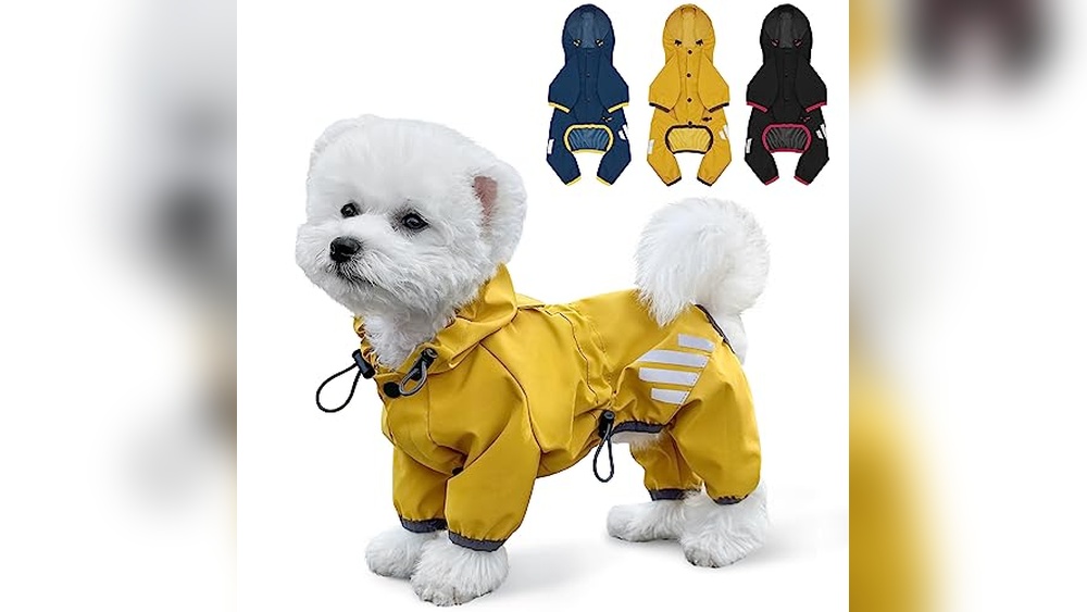 Best Raincoat for Small Dogs
