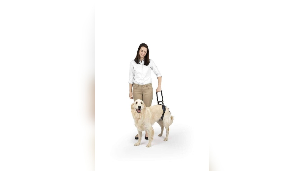 Best Rear Support Harness for Dogs