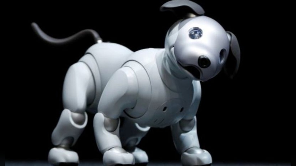 Best Remote Control Dog Toy