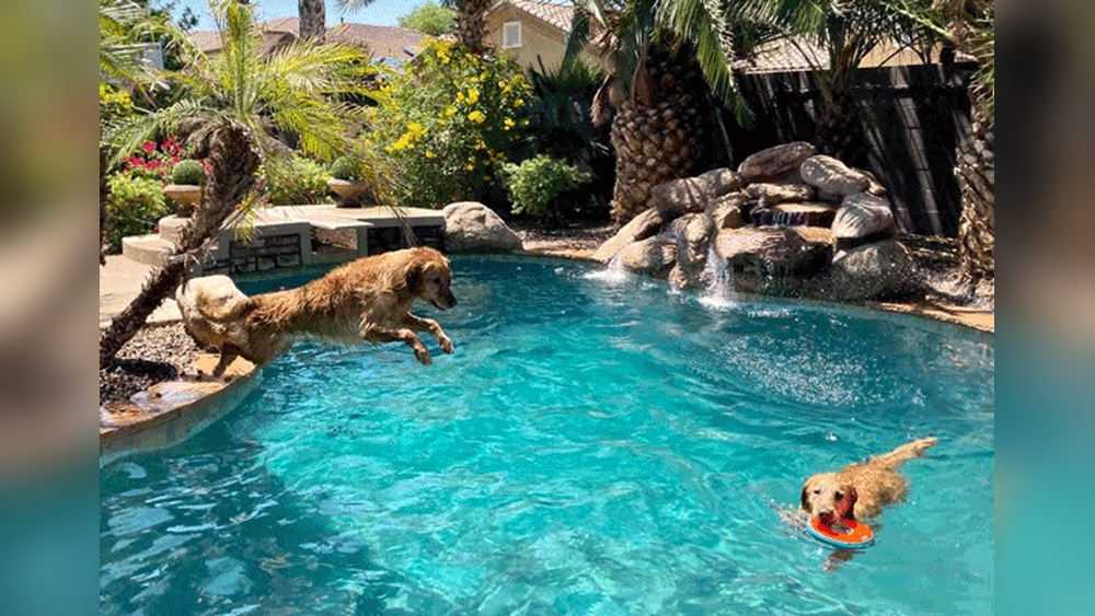 Best Restaurants for Dogs near Me