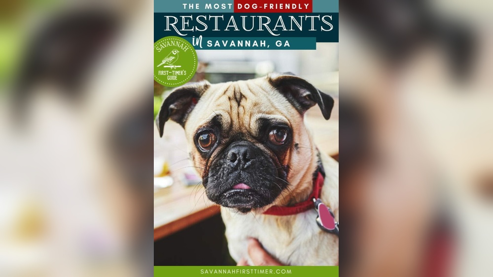 Best Restaurants near Me Dog Friendly
