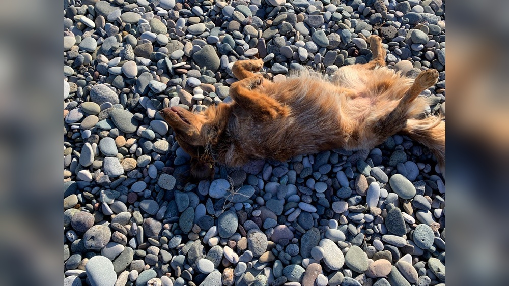 Best Rock for Dogs to Walk on