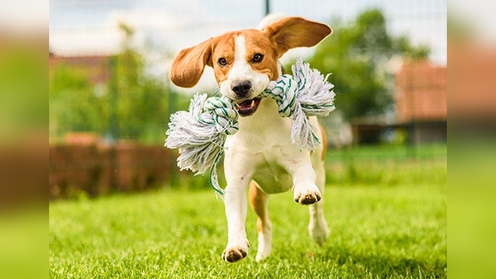 Best Rope Toys for Dogs