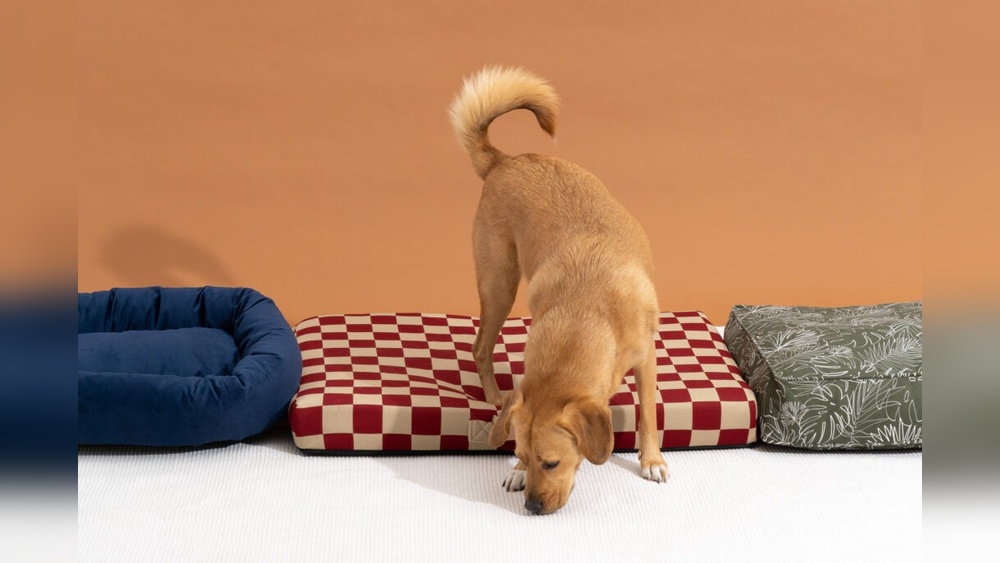 Best Round Dog Beds for Large Dogs