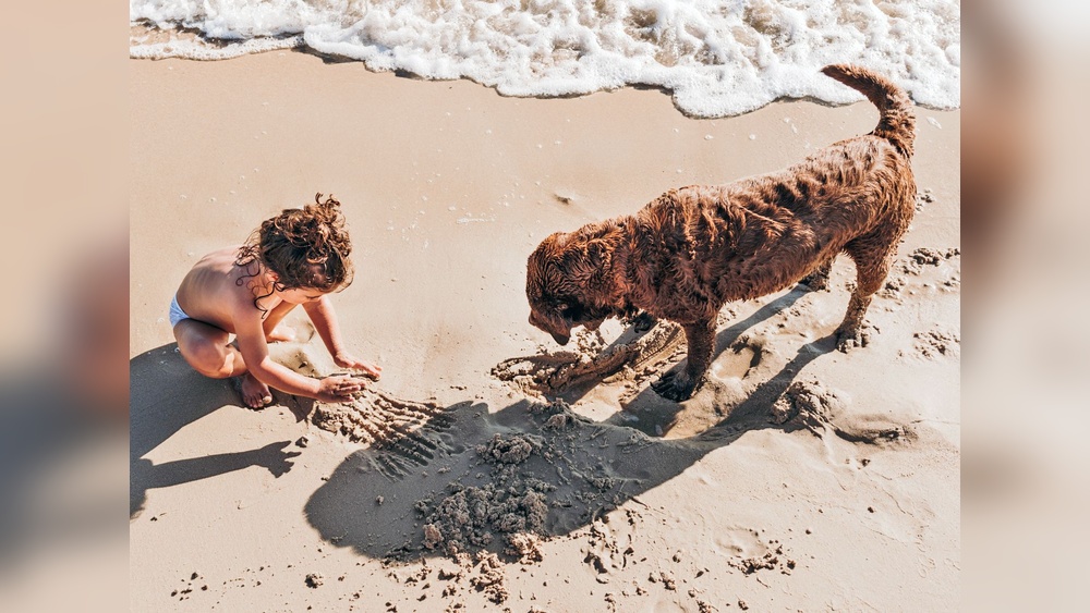 Best Sand Flea Repellent for Dogs