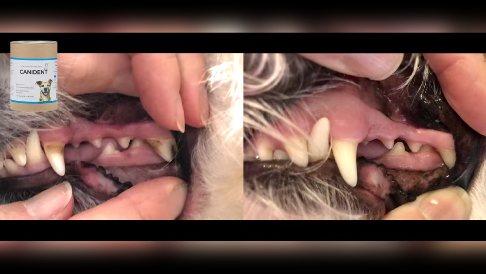 Best Seaweed for Dogs Teeth