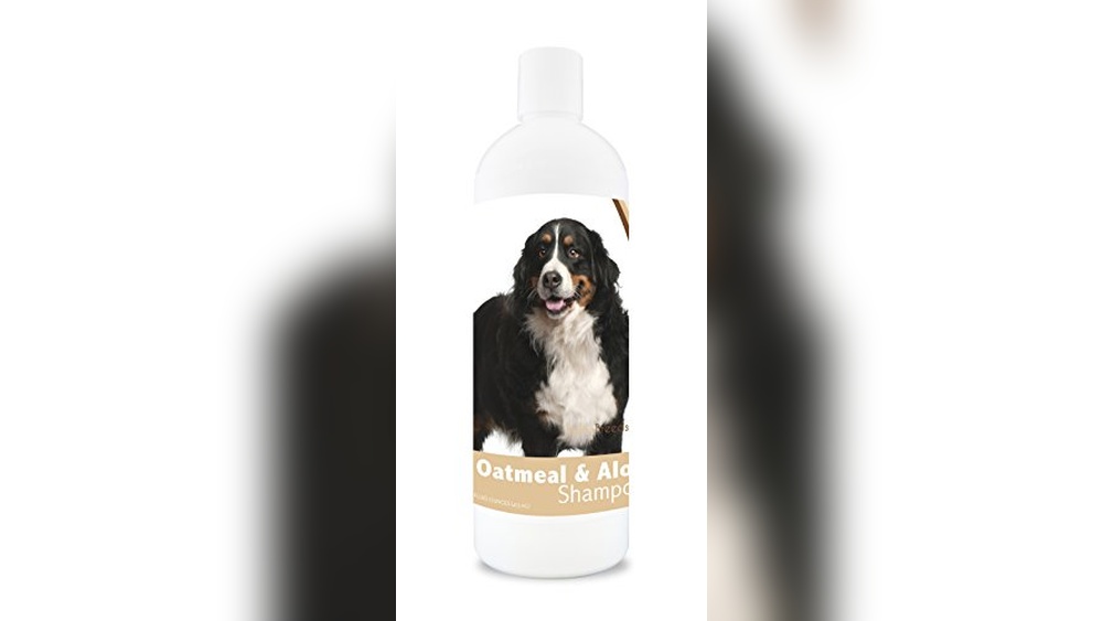 Best Shampoo for Bernese Mountain Dog