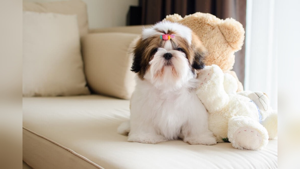 Best Shih Tzu Dog Names