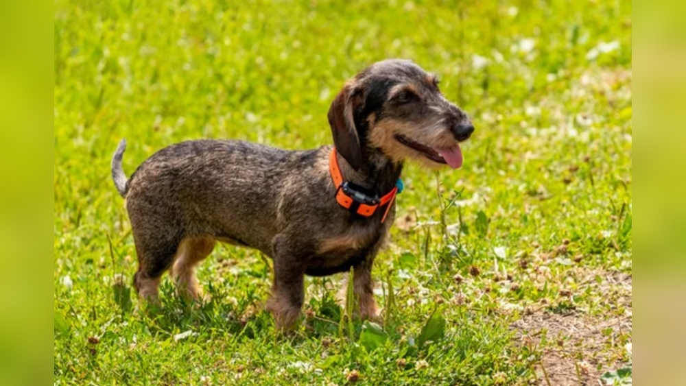 Best Shock Collar for Extra Small Dogs