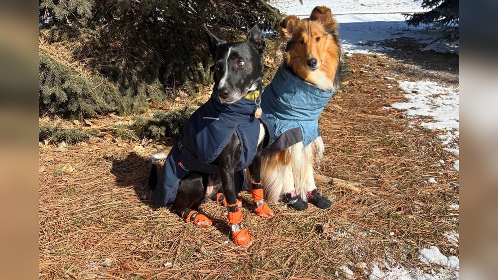 Best Shoes for Dogs That Stay on