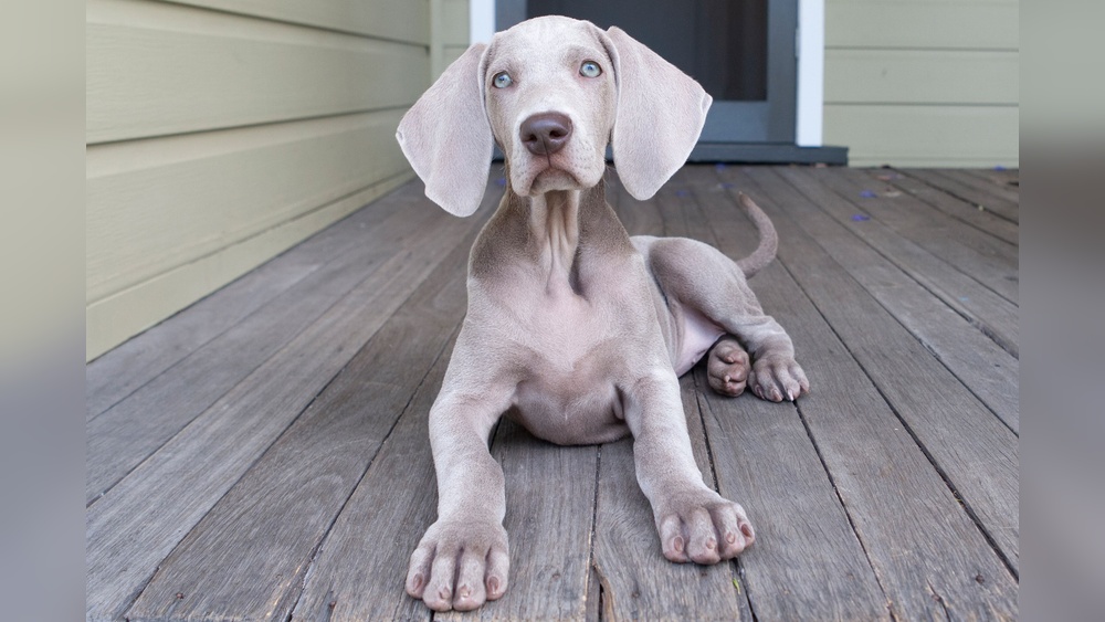Best Short Haired Family Dog