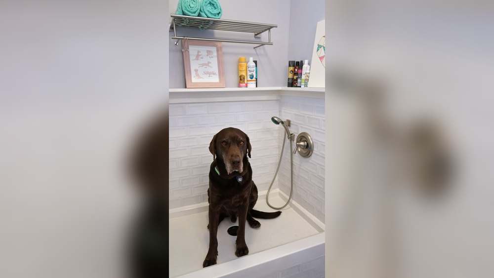 Best Shower Head for Dog Washing