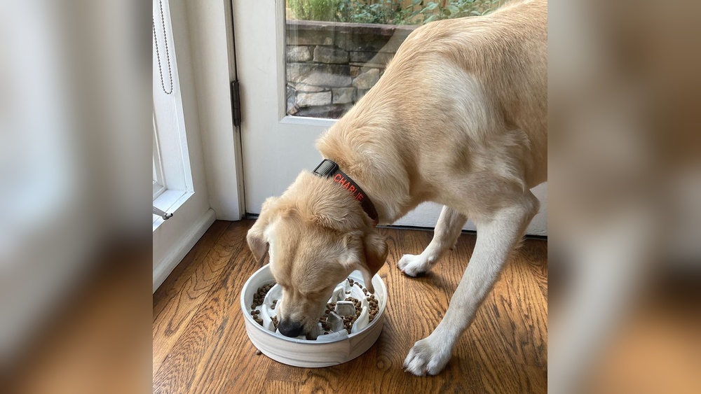 Best Slow Feeders for Dogs