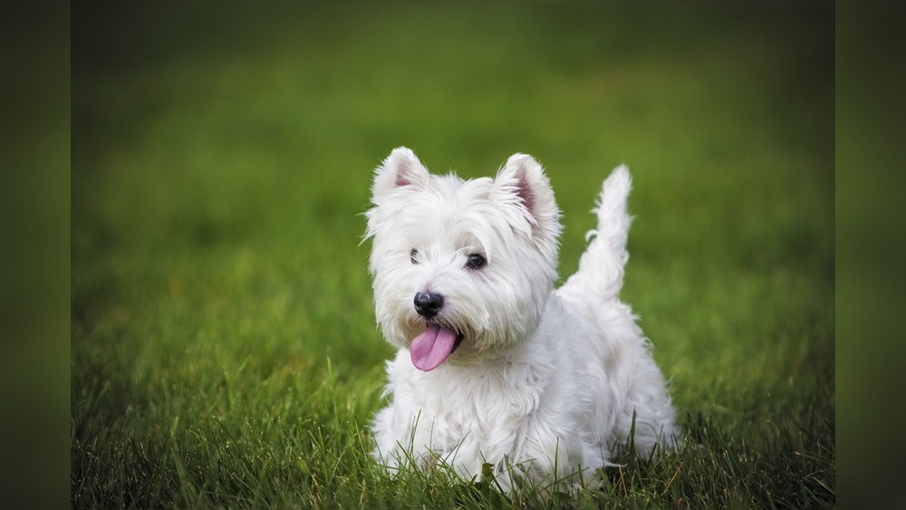 Best Small Breed Dog for Seniors