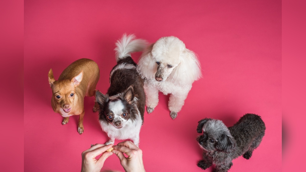 Best Small Breeds for Therapy Dogs