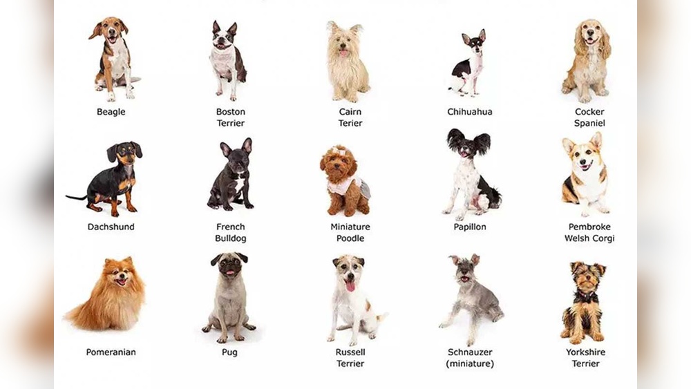 Best Small Dog Breeds for First Time Owners