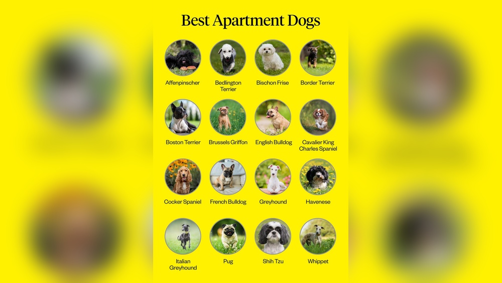 Best Small Dog for Apartment Living