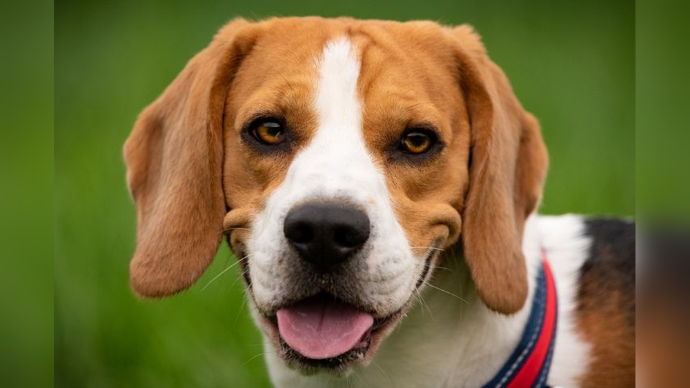 Best Small Dog for Family