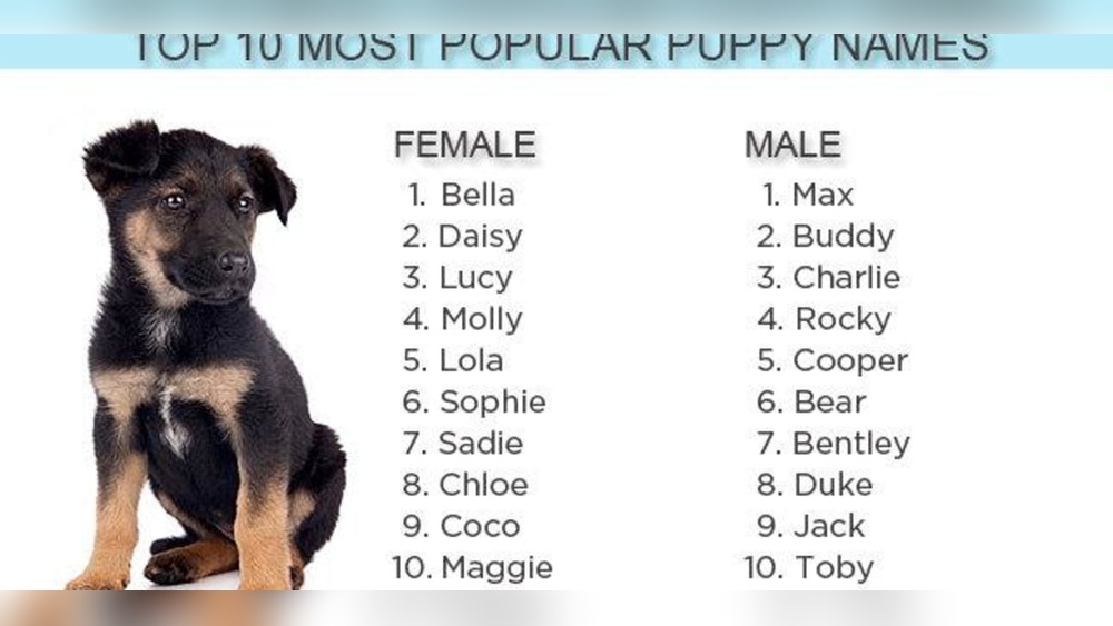 Best Small Dog Names Female: Cute, Unique & Trendy Picks