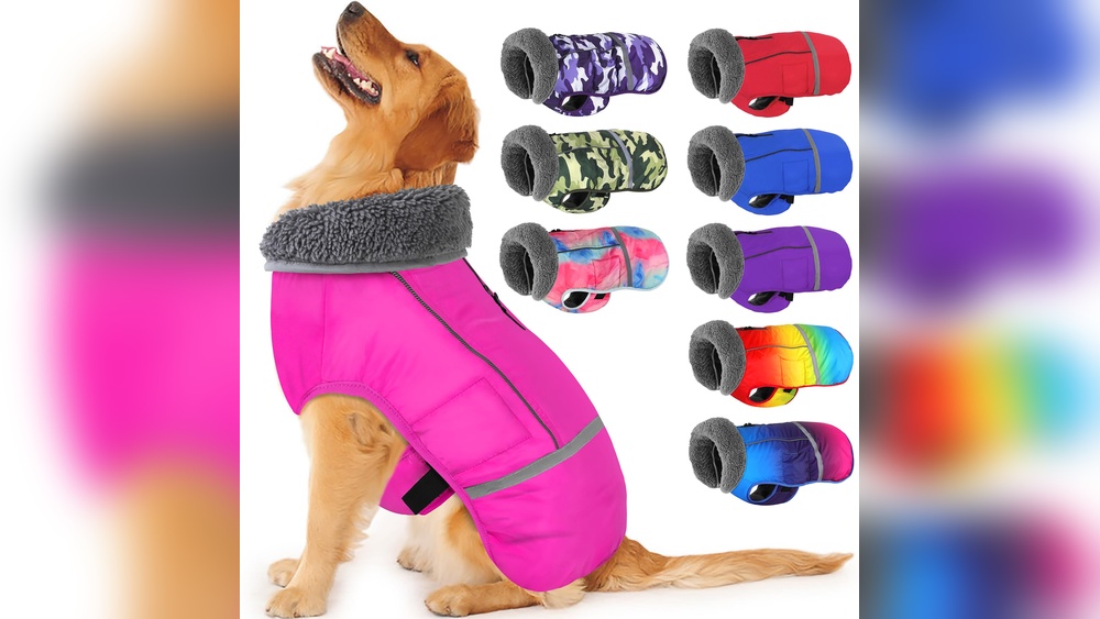 Best Small Dog Winter Coats