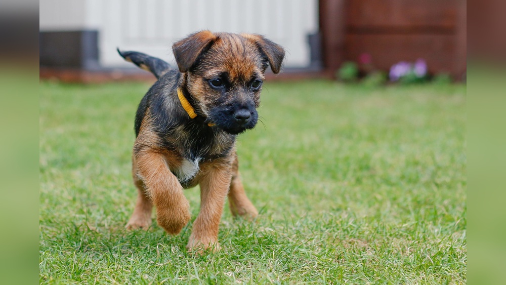 Best Small Dogs for Men