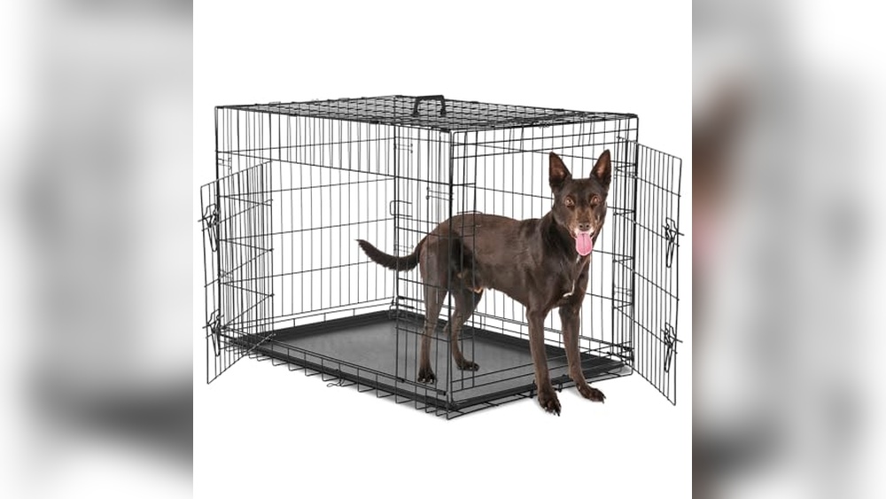Best Small in House Dogs: Top Crates, Beds, Toys & Nutrition Picks