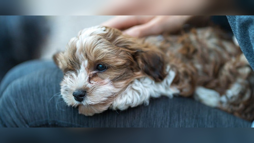Best Small in House Dogs