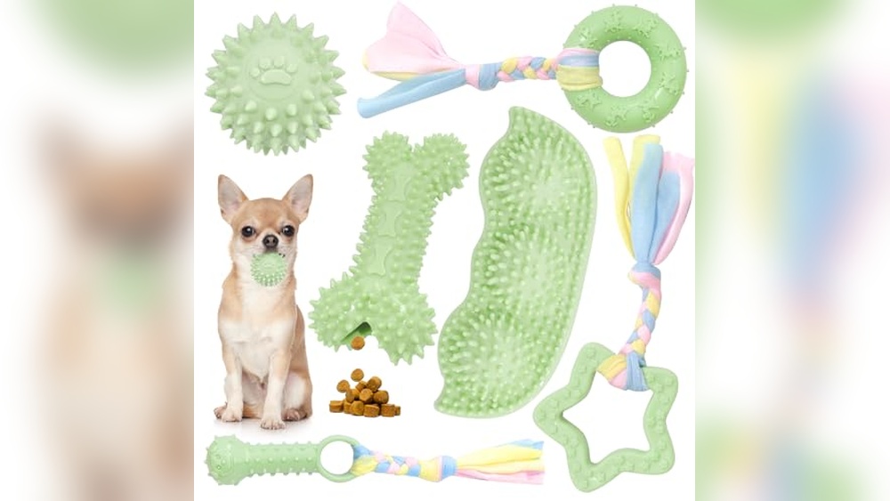Best Small to Medium Dog Breeds