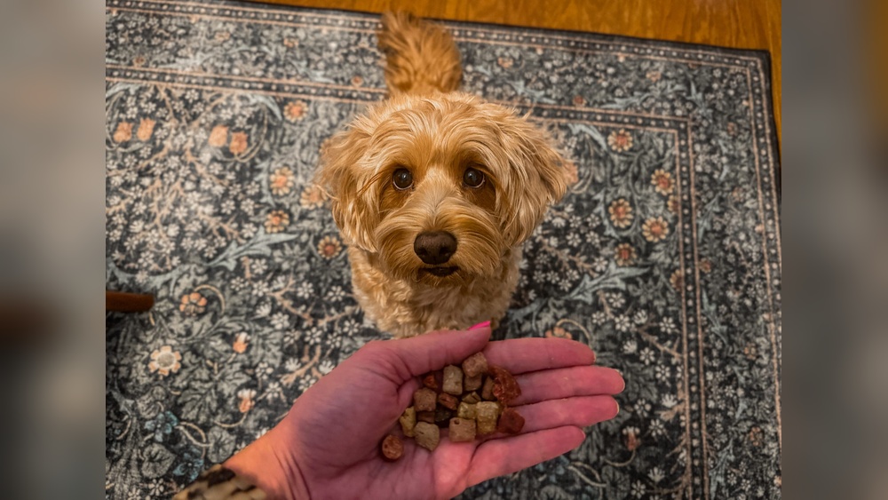 Best Smelly Dog Treats for Training