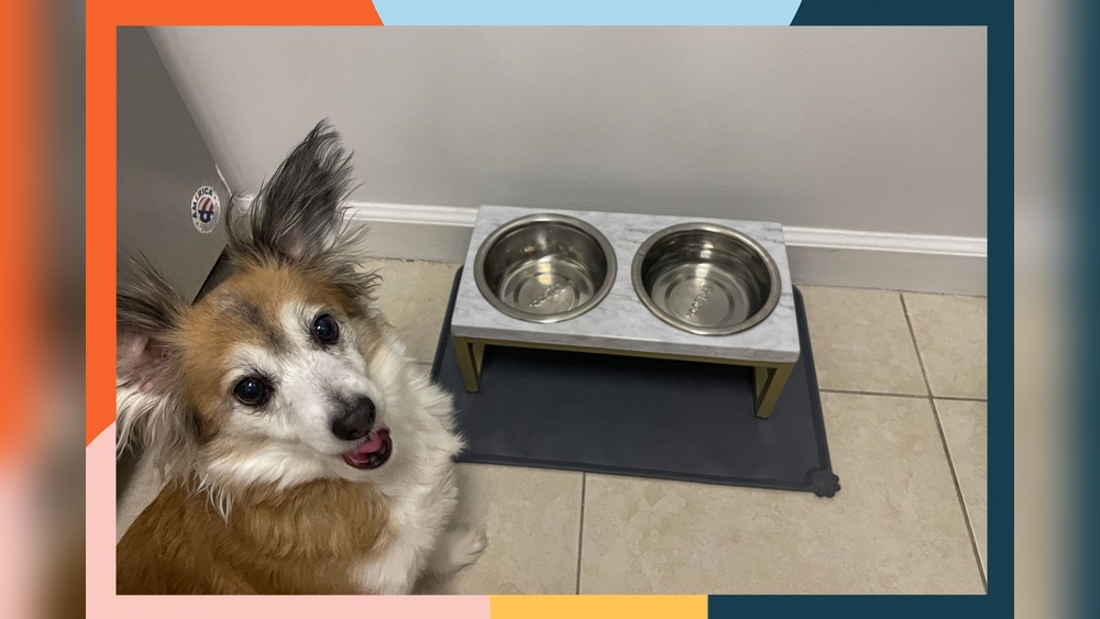 Best Stainless Steel Bowls for Dogs
