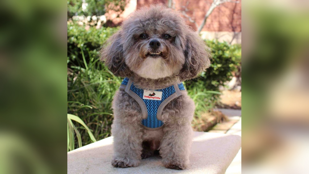 Best Step in Harness for Small Dogs