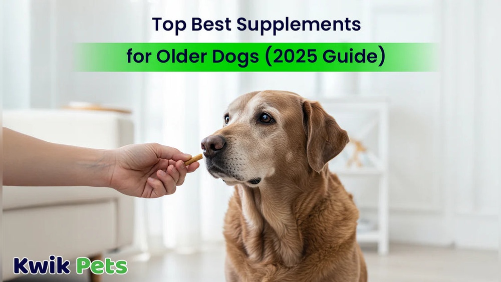 Best Supplement for Older Dogs