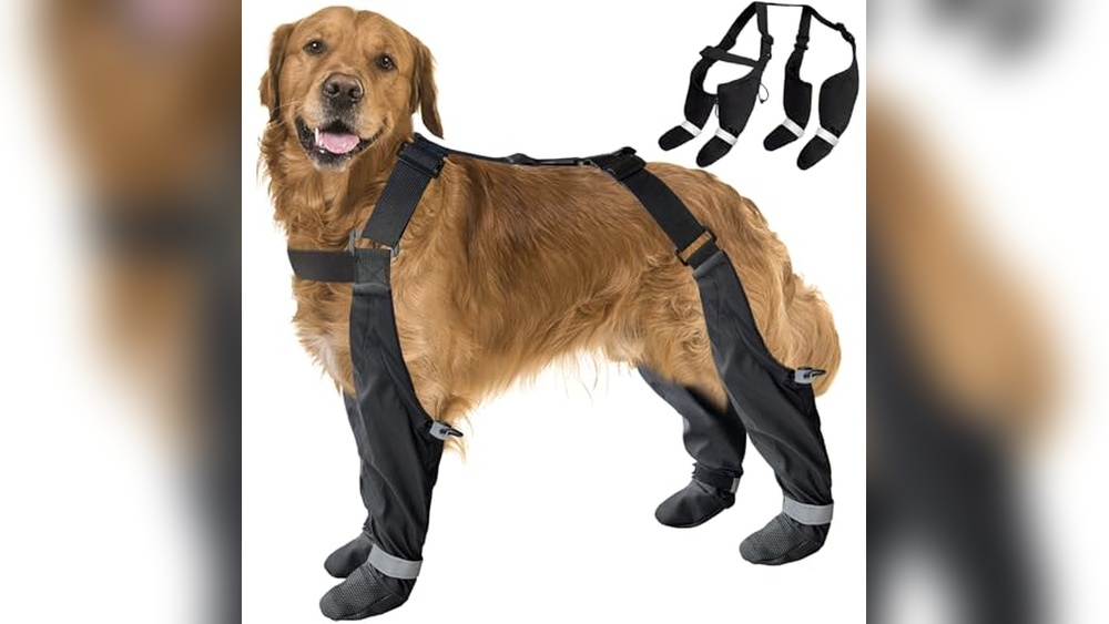 Best Suspender Boots for Dogs