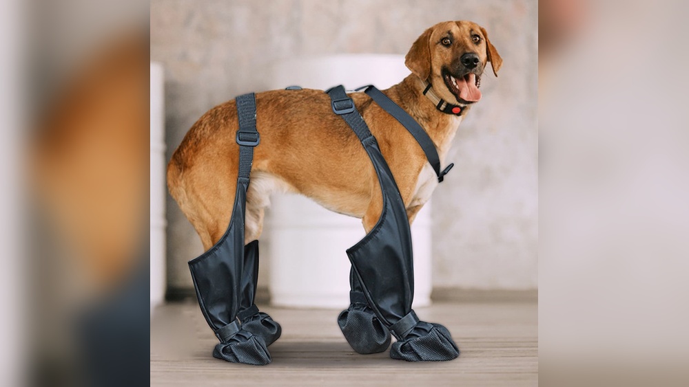 Best Suspender Boots for Dogs