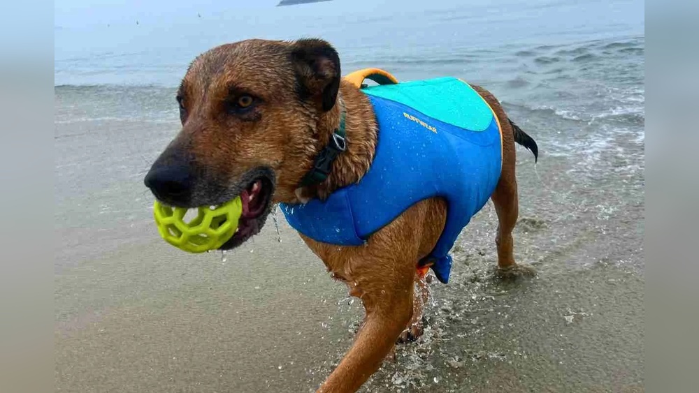 Best Swim Vest for Dogs