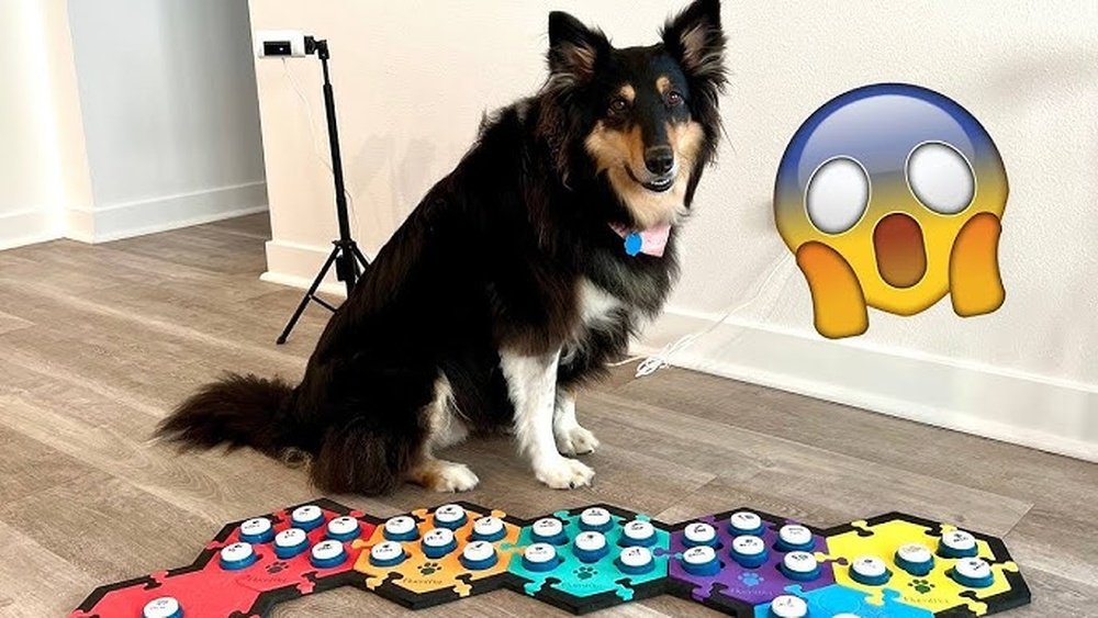 Best Talking Buttons for Dogs