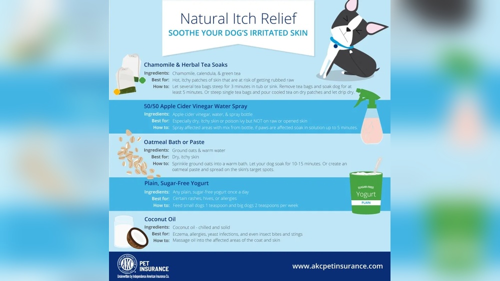 Best Thing for Dog Itchy Skin
