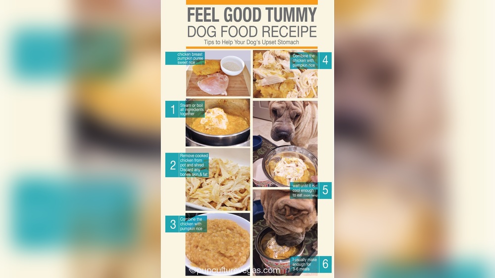 Best Thing to Feed a Dog With an Upset Stomach