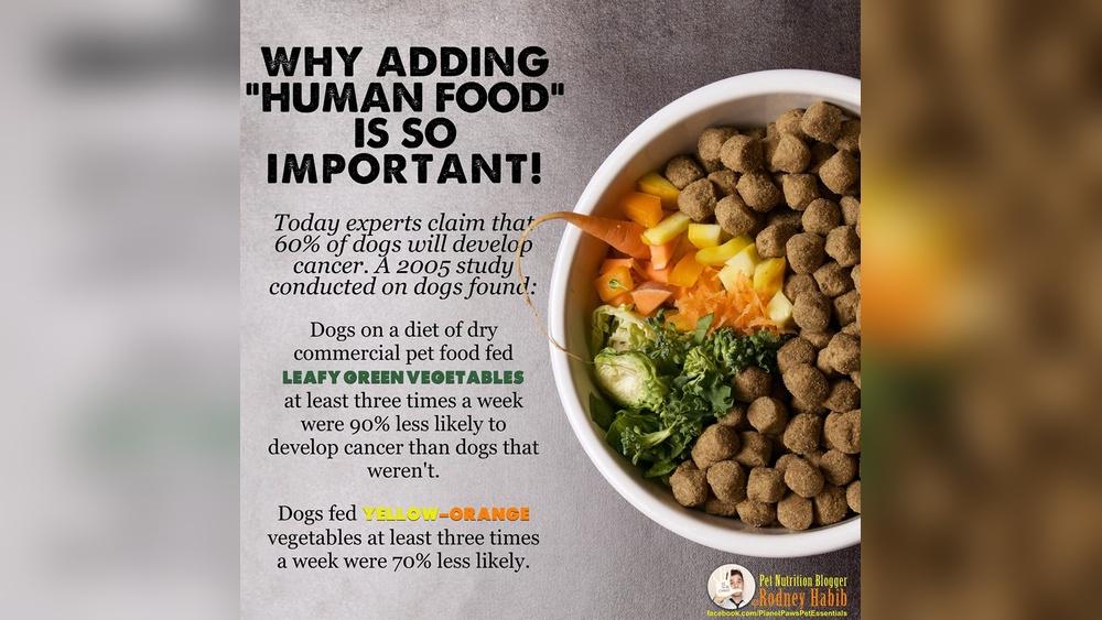 Best Things to Add to Dog Food