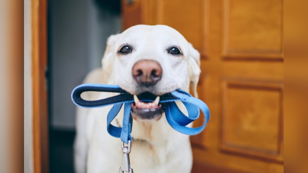Best Times to Walk Dog